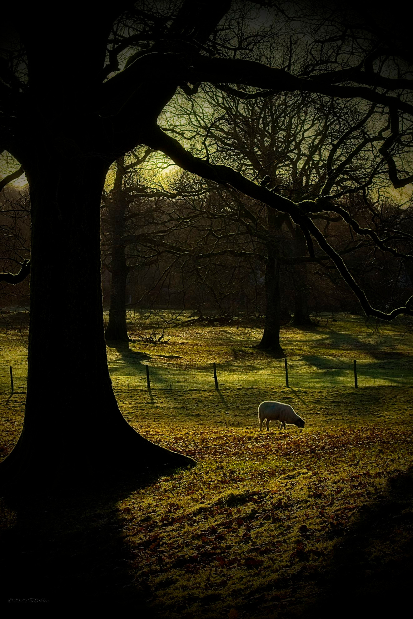 A backlit sheep quietly looking for food