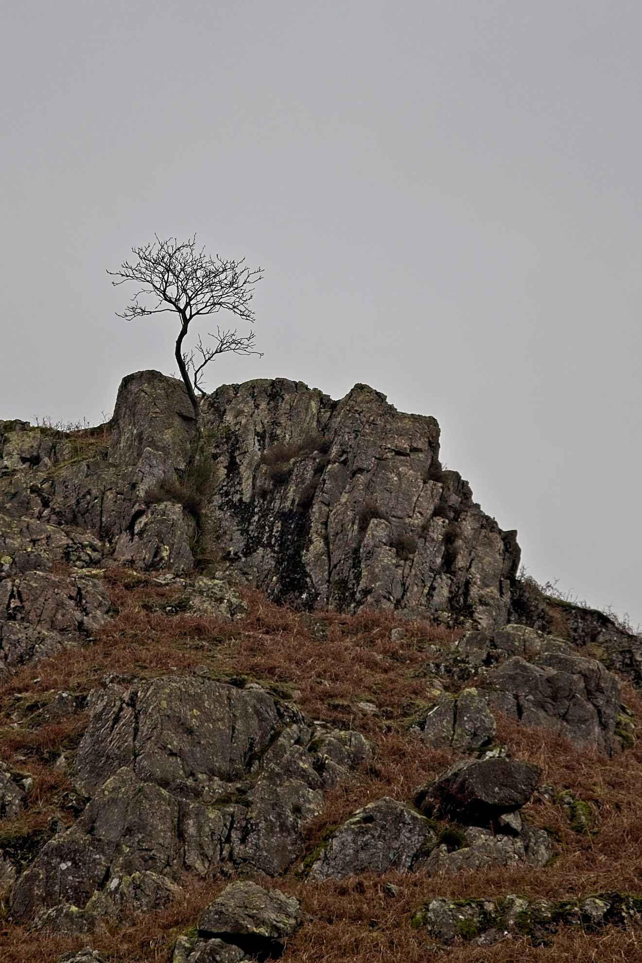 Lone Tree