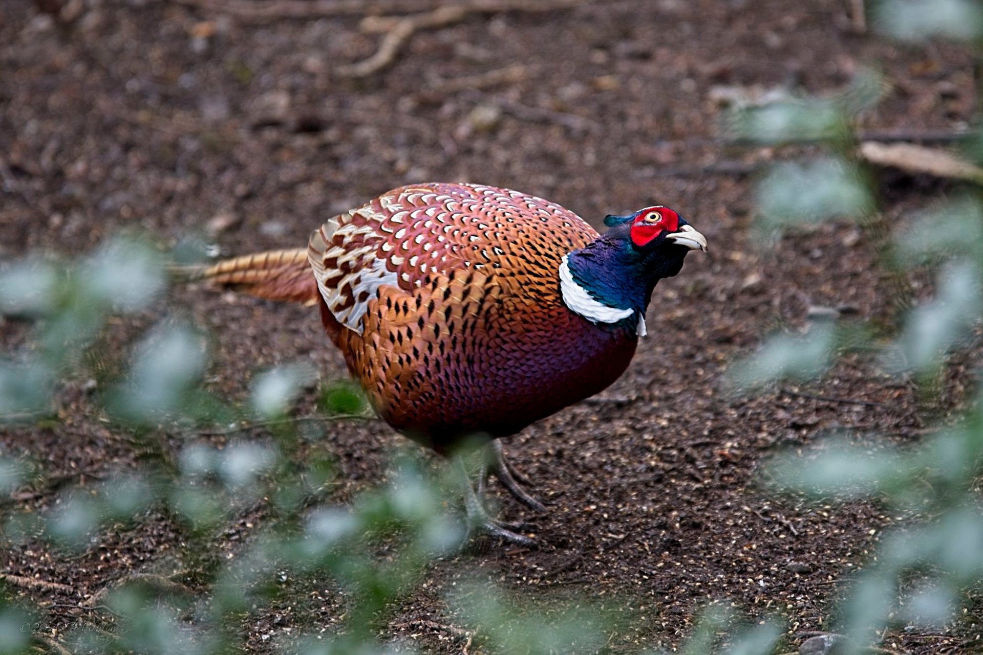 Curious pheasant