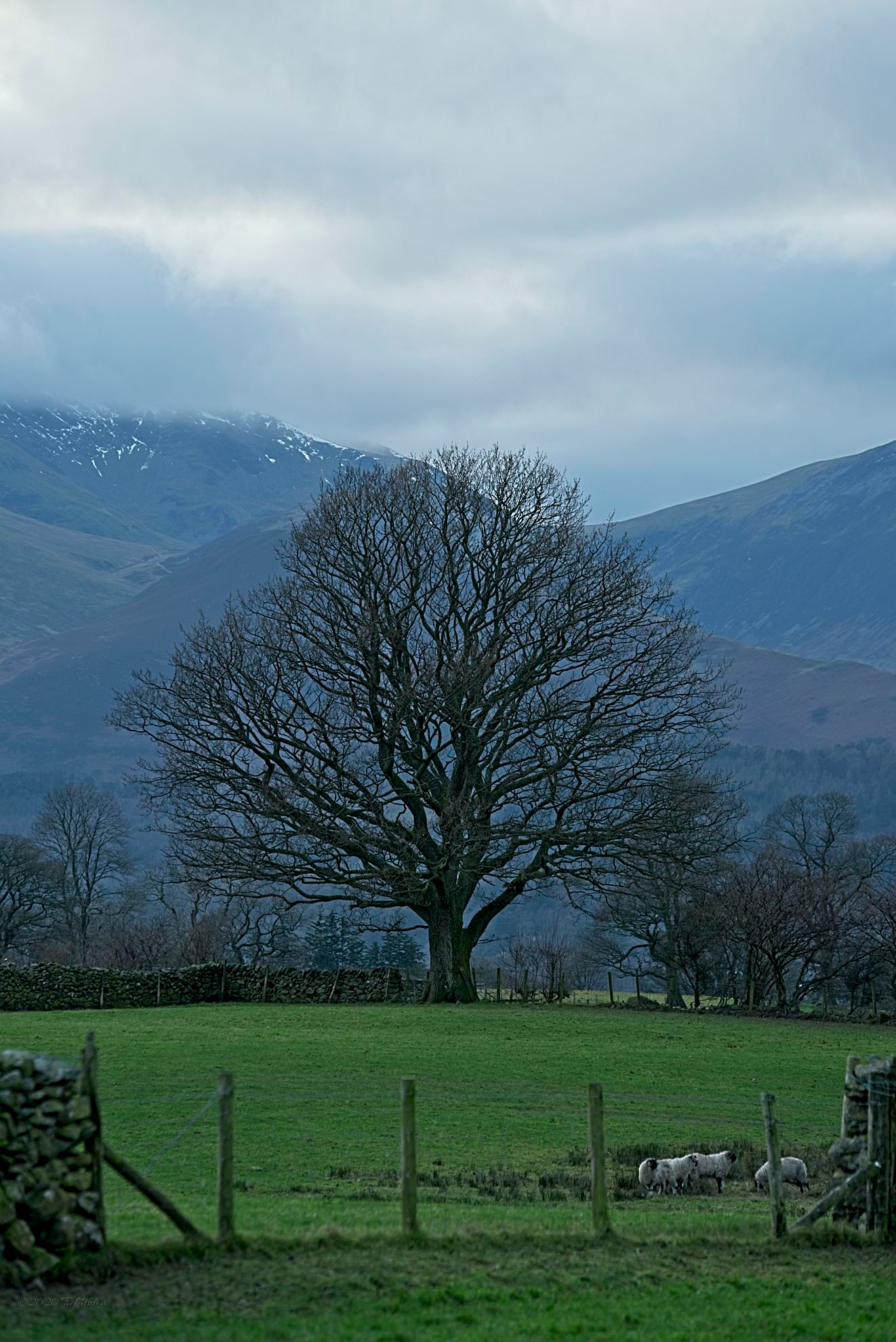 That tree pleading for a picture