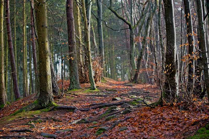 Lux : Forêt de Strassen