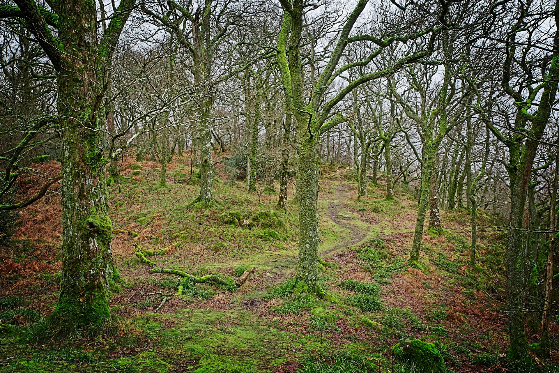 And the path leads me though the mossy trees