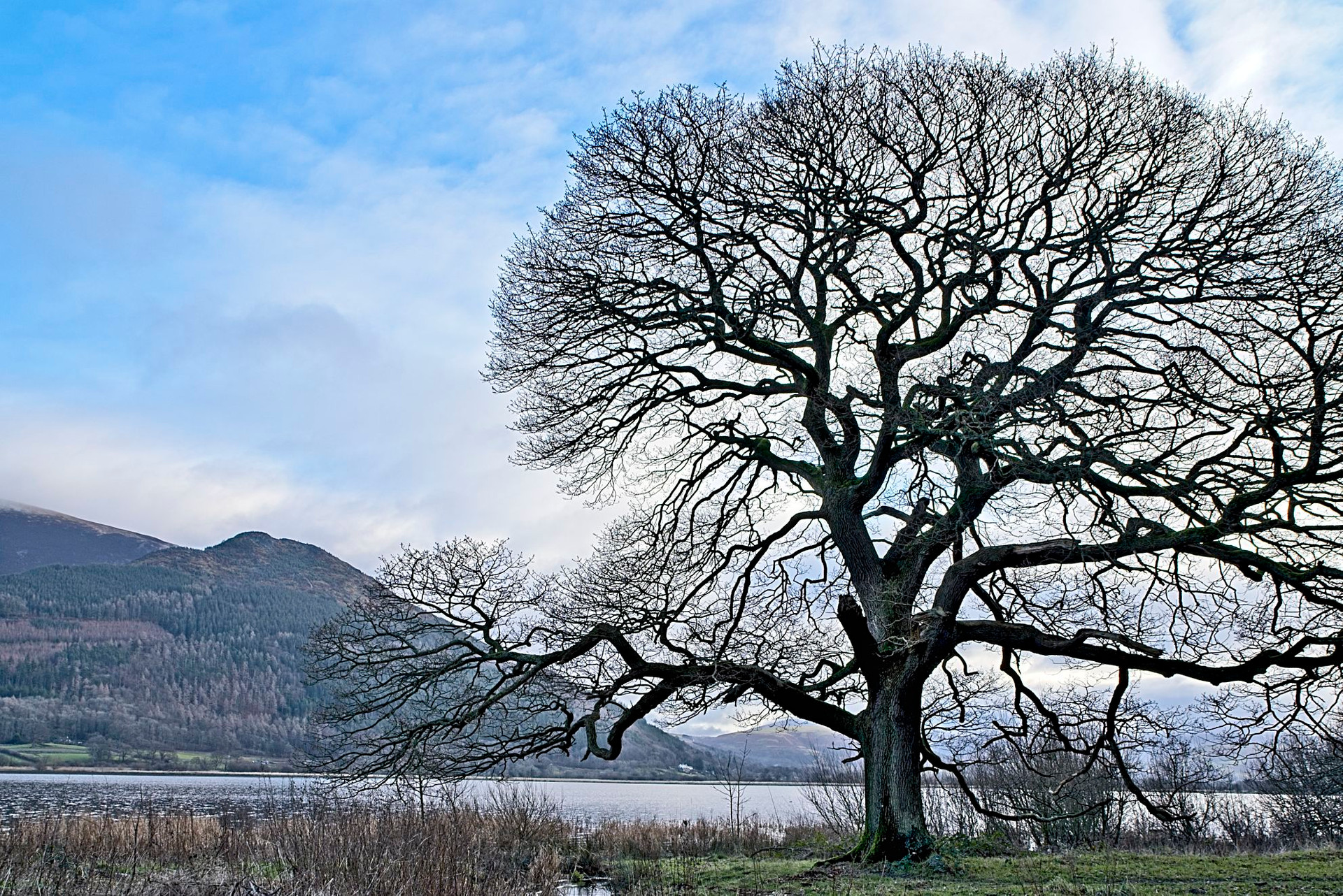 Survivor Tree