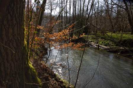 Lux : Forêt de Steinfort