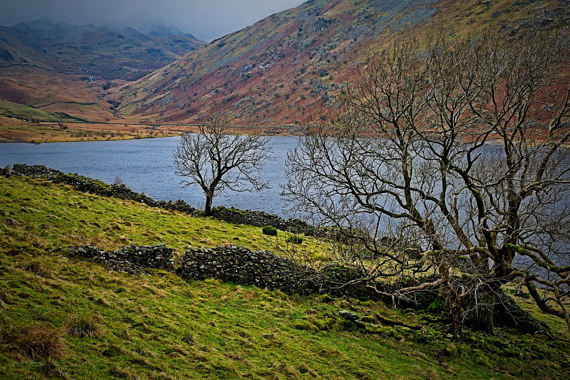 Talking trees on Haweswater