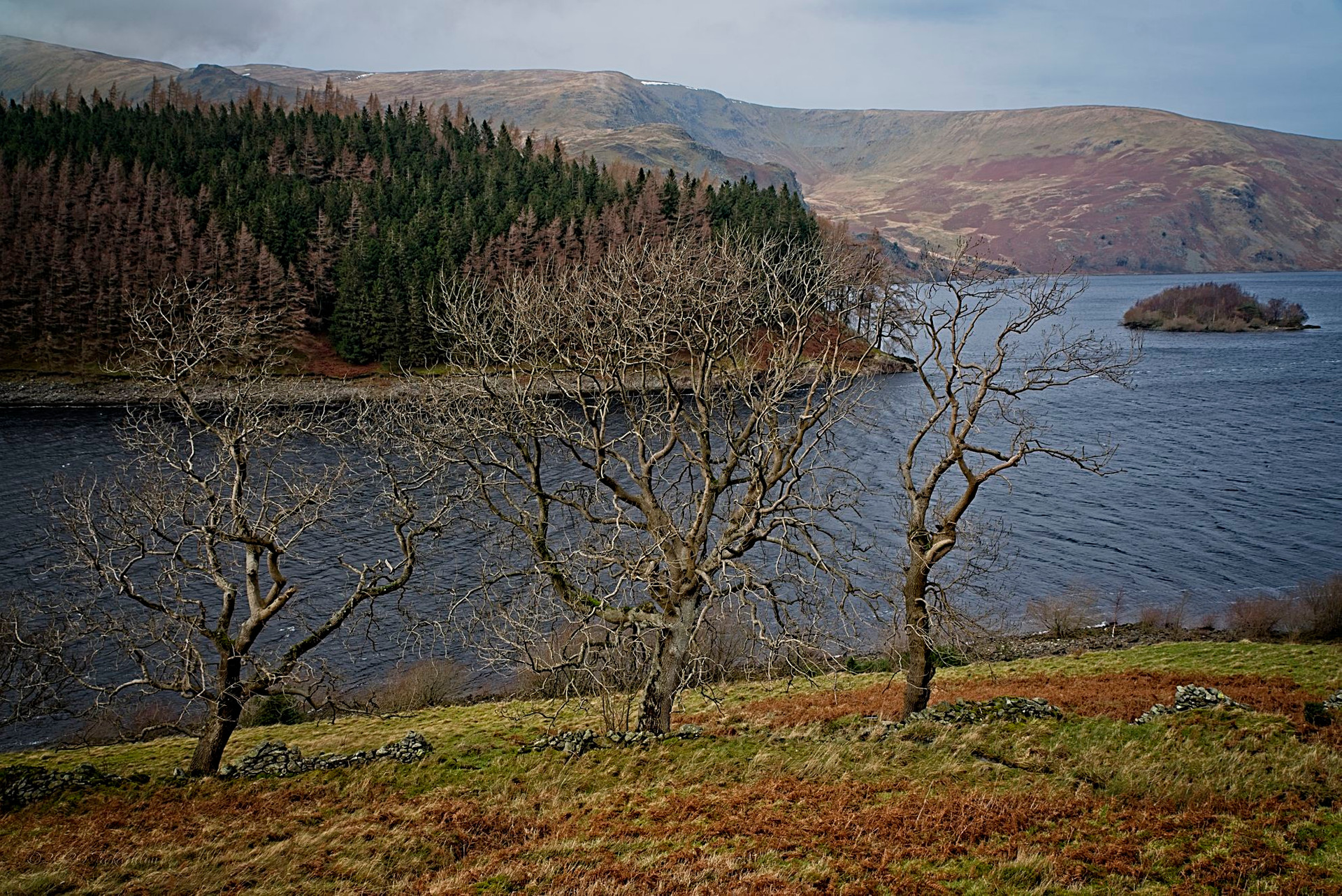 the tree sisters of Haweswater